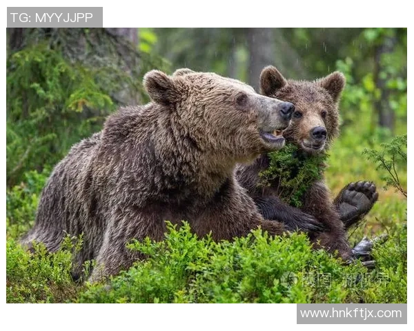 灰熊栖息地与生态保护现状探讨及未来发展前景分析
